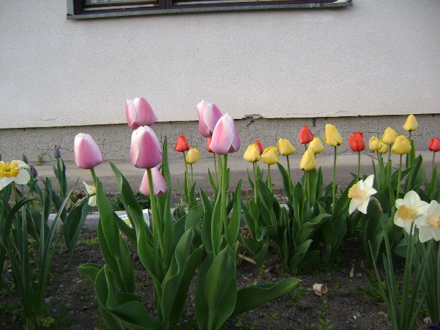 Proljetni tulipani
